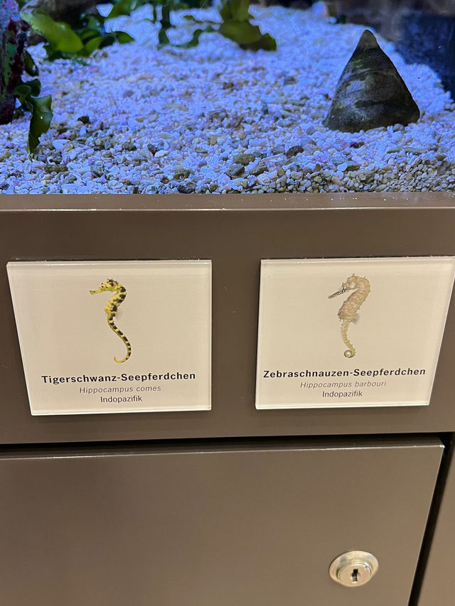 Step Into Wonder — Naturkundemuseum Karlsruhe, Deutschland 🇩🇪  