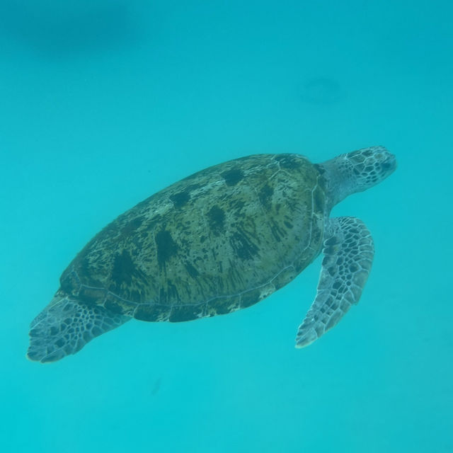 ๐ฒ๐พ Malaysia ๐๏ธ Redang Island Magic Escape ๐ ๐ฒ๐พ Malaysia ๐๏ธ Redang Island Magic Escape ๐