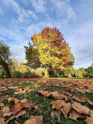 卡農山公園 – 與你對話的秋葉 