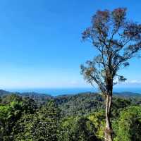 A Forest Adventure: The Habitat at Penang Hill 🌳🐦🌺
