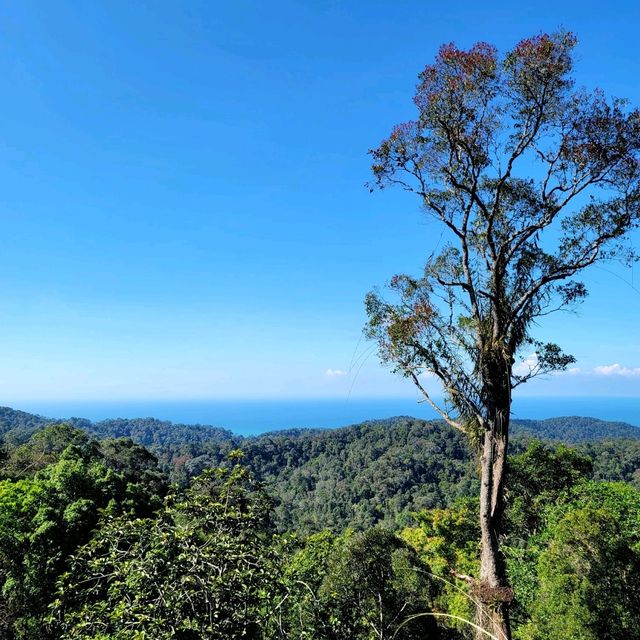 A Forest Adventure: The Habitat at Penang Hill 🌳🐦🌺