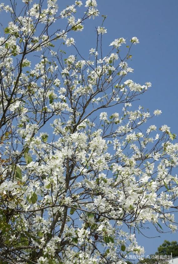 Lychee Park Flower Viewing | Unique White Flowers Show the Beauty
