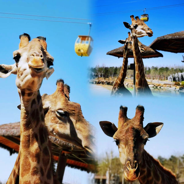 Giraffe Manor Hotel - Have a date with giraffes in spring