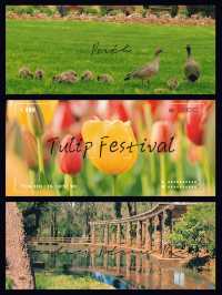 🌷 Tulip Festival in Perth