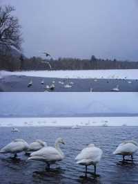 北海道寶藏溫泉—開啟療癒之旅