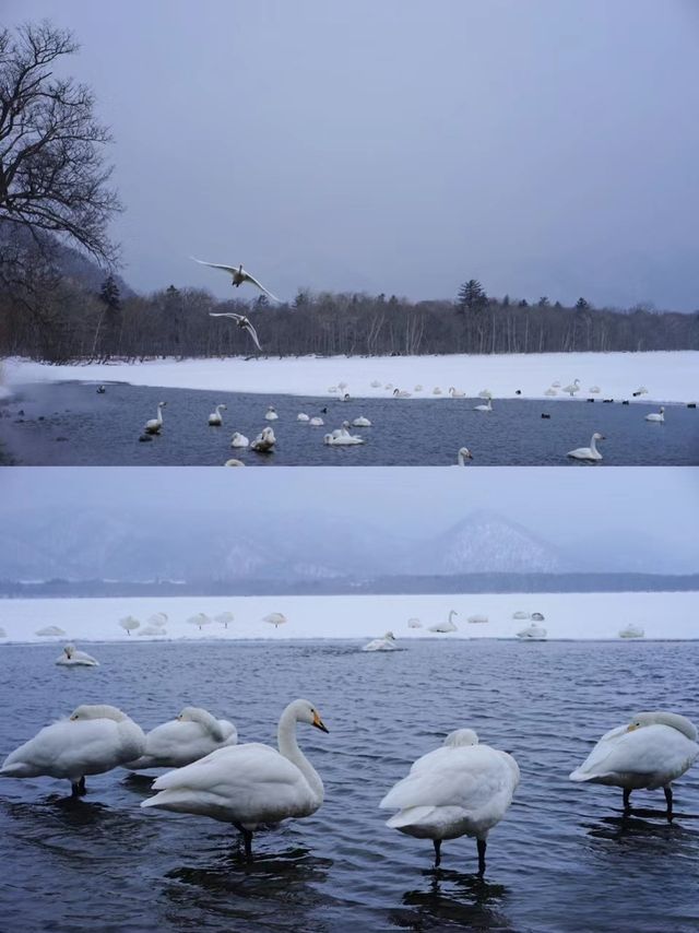 北海道寶藏溫泉—開啟療癒之旅 北海道寶藏溫泉—開啟療癒之旅