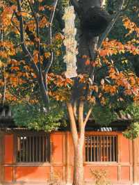 不是日本,真的真的是上海!!