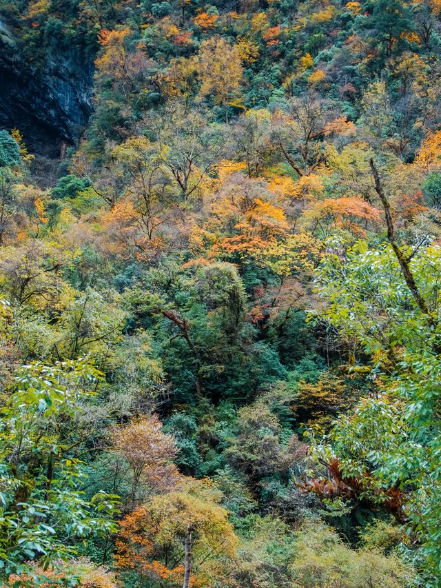 不想去光霧山的，來這個小眾免費的彩林盛景
