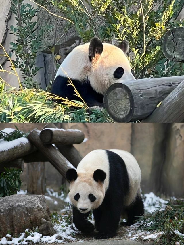 動物園的天花板——南通野生動物園