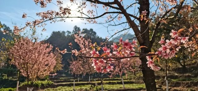 太美了！西昌第一波冬櫻花“上線” 抓緊約起