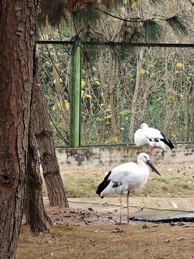 鄱陽湖觀鳥懶人版攻略