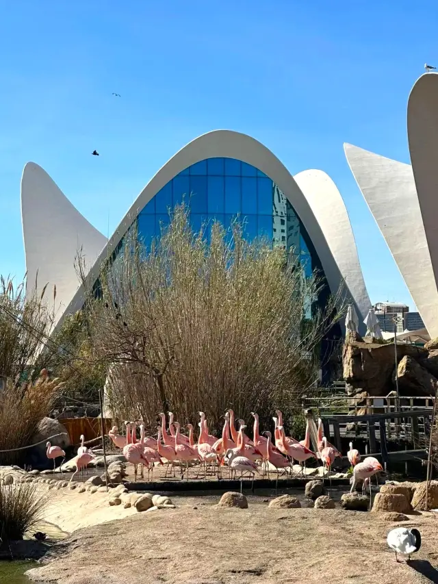 Valencia Oceanographic | Intimate contact with marine animals