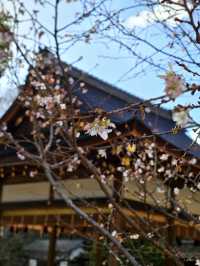 【平野神社·十月櫻·2024】