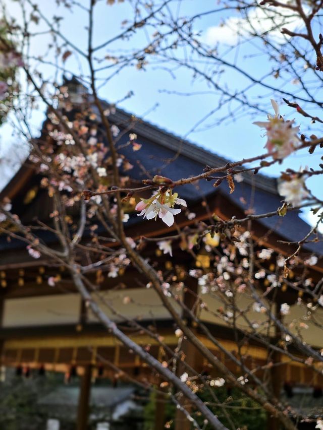 【平野神社·十月櫻·2024】