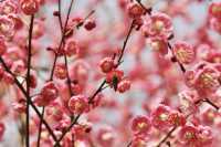 「梅花圖鑑手冊」來了！來西溪秒變植物達人