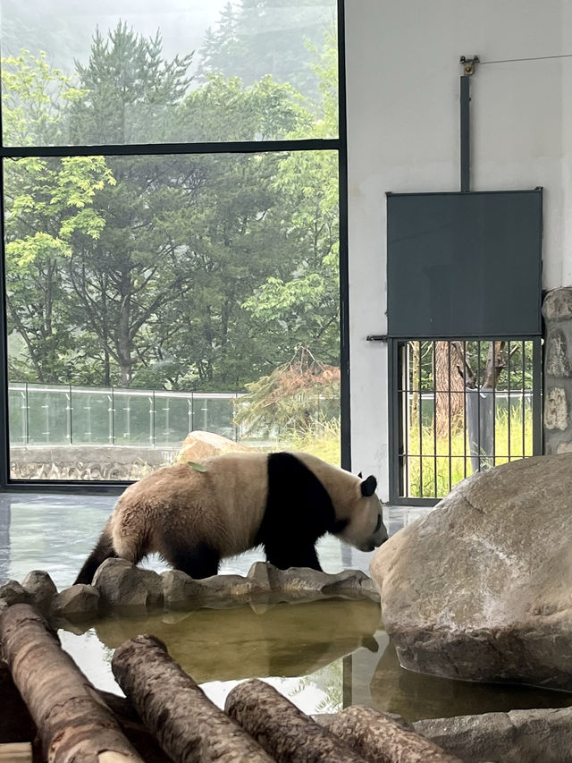 西安周邊被忽略的天然氧吧，還可看熊貓