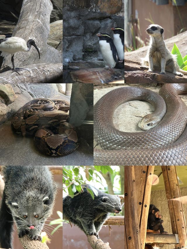與袋鼠和考拉親密接觸吧｜澳大利亞｜悉尼｜塔龍加動物園