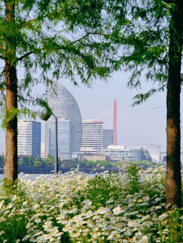 The sunset and the sea of chrysanthemums along the Pudong Riverside Avenue are too beautiful