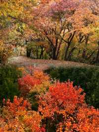 北京香山｜再過幾天北京的紅葉就要封神