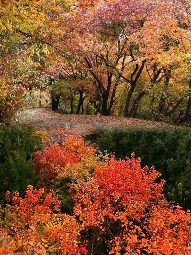 北京香山｜再過幾天北京的紅葉就要封神