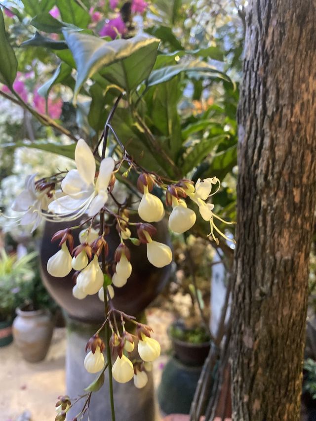 小鎮的楓樹
