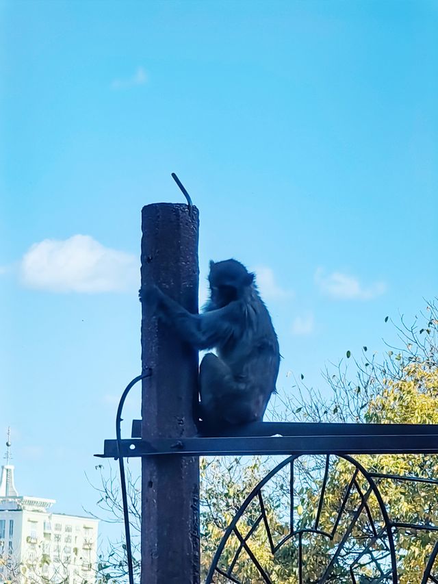 昆明圓通山動物園