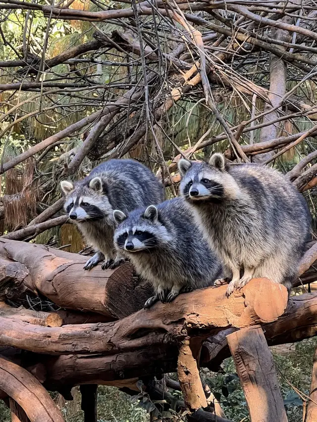 毎日一問：雲野は一体何匹の小動物と触れ合うことができるのでしょうか？