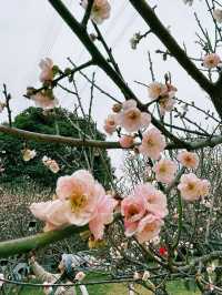 深圳梅園梅花滿山的梅花太美了