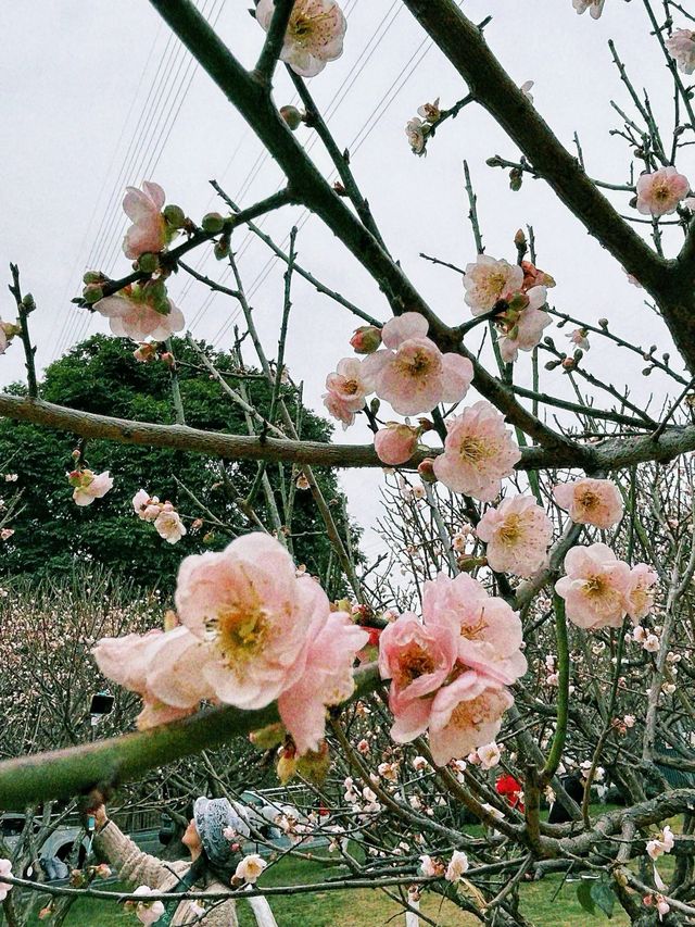 深圳梅園梅花滿山的梅花太美了