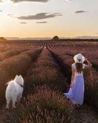 🇫🇷💜 Unveiling the Lavender Paradise! Explore Provence, France with us 🌸🌞