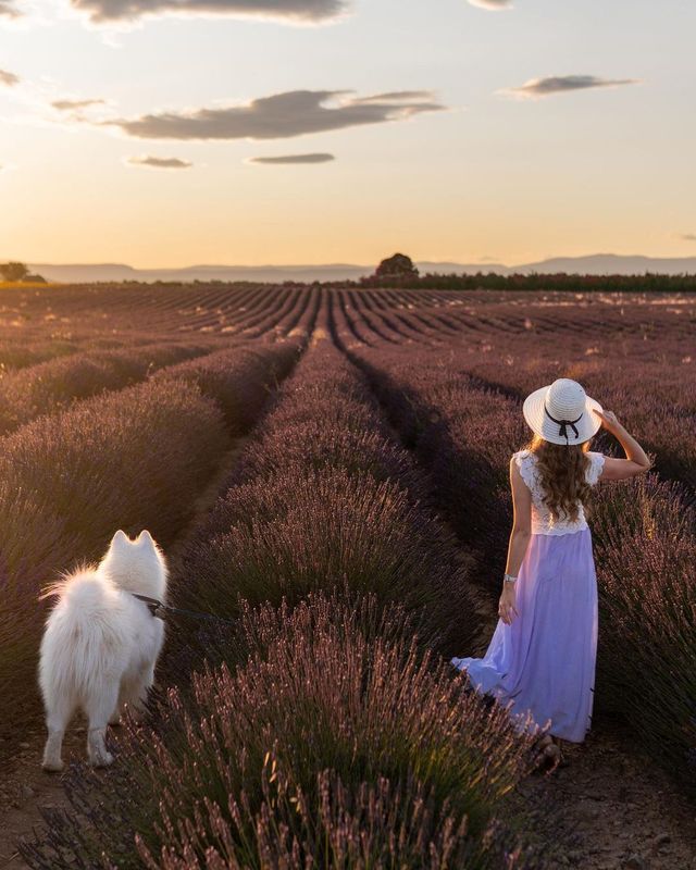 🇫🇷💜 Unveiling the Lavender Paradise! Explore Provence, France with us 🌸🌞