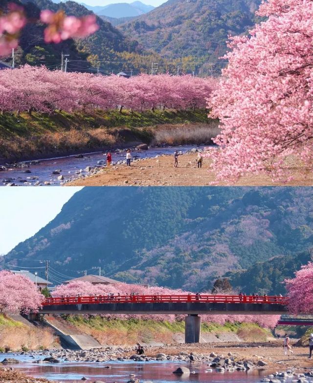 日本早櫻已盛開，愛櫻花的你還不來嗎？