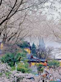 周末打卡鸡鸣寺 樱花都盛開啦