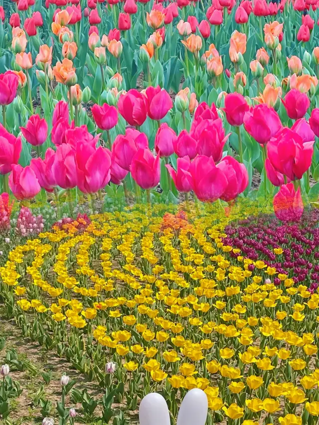 Miss it and wait a year! The tulips in Xi'an Xingqing Palace Park are in their most beautiful bloom!