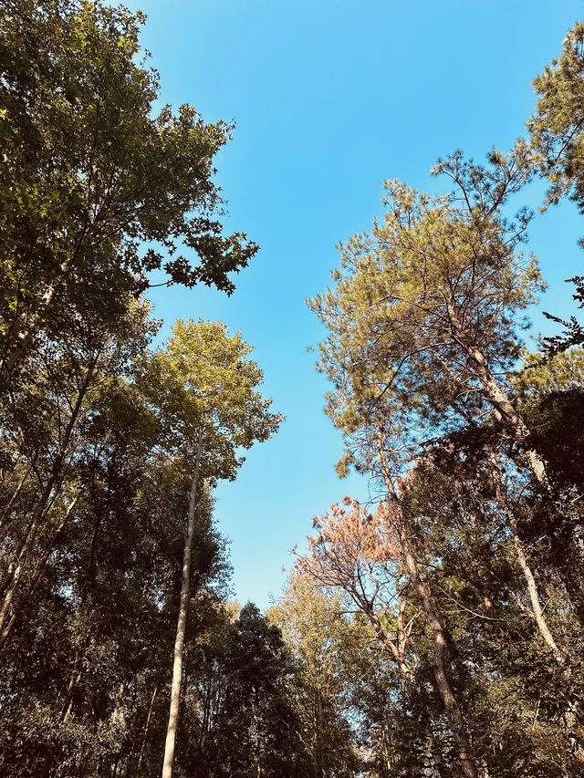春天的武漢！給大家推薦一條私藏踏青路線！！