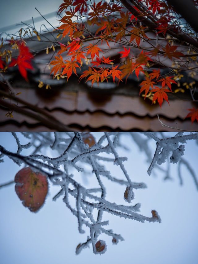 겨울 체크인 | 천문산, 국립삼림공원 ~ 장가계