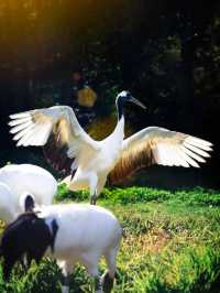 沈陽|森林動物園週末一定要來哦