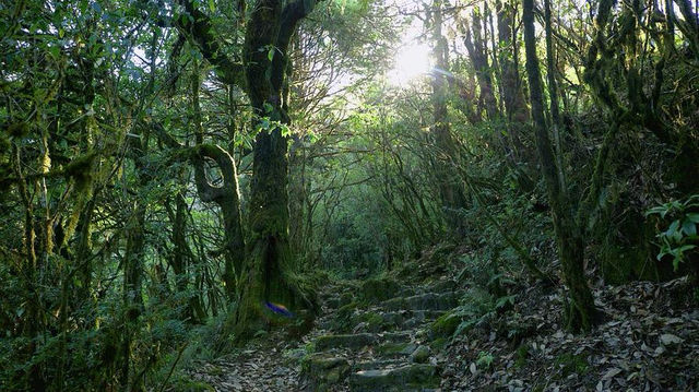 雲南高黎貢山，享受原始森林的氣息
