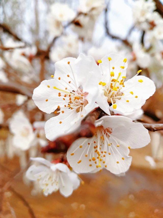 京城無處不飛花