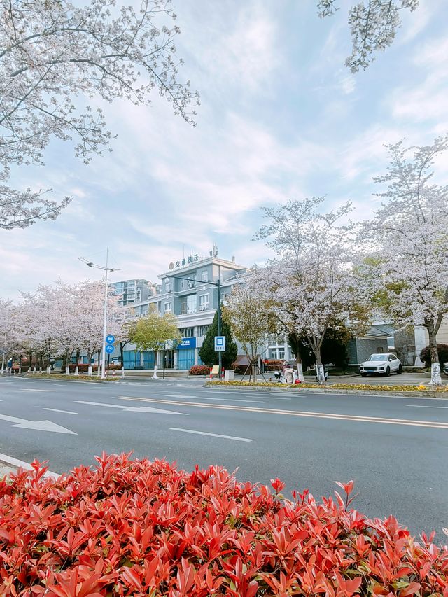 千島湖畔陽光路，春和景明，櫻花浪漫