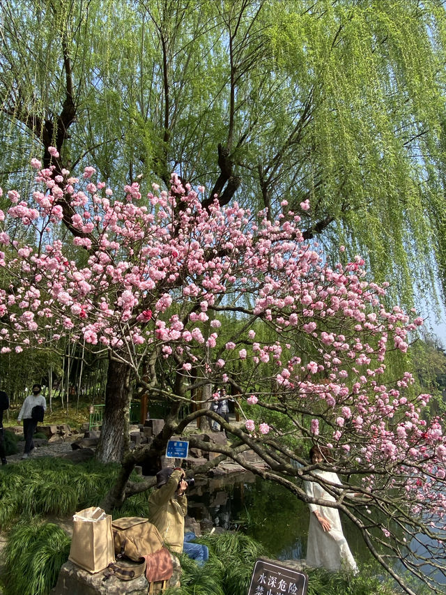 太倉，頂流的雙色桃花｜南園賞花