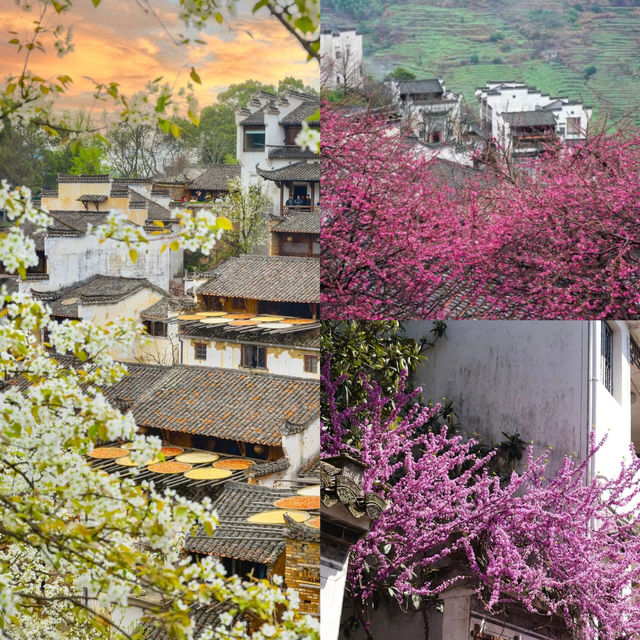 賞花季來了 收攻略啦，今年篁嶺油菜花季不迷路