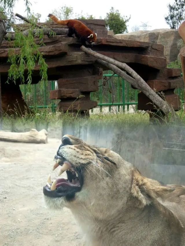 探秘銀川動物園，親子遊必去！