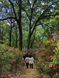 昆明杜鵑花節在黑龍潭公園開幕啦