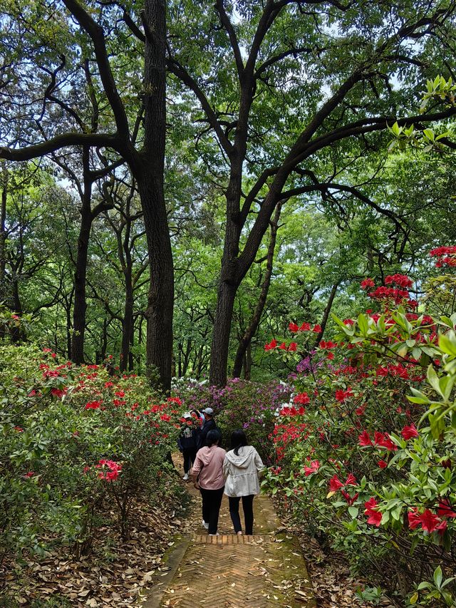 昆明杜鵑花節在黑龍潭公園開幕啦