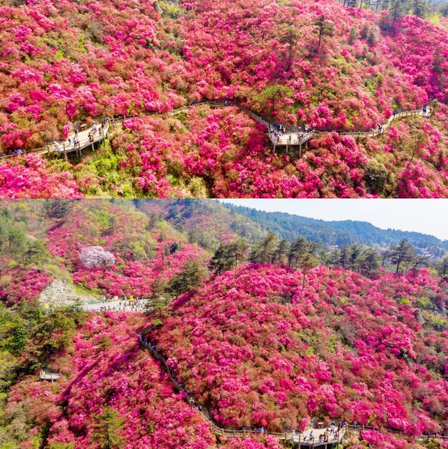我在木蘭雲霧山，找到了武漢最美的春天
