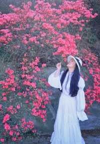 雲霧山木蘭花海杜鵑花開滿山紅