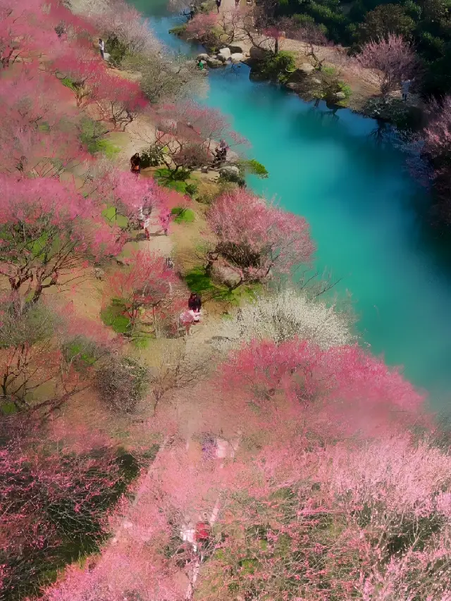 I declare this the pinnacle of plum blossom viewing in Jiangsu, Zhejiang, and Shanghai