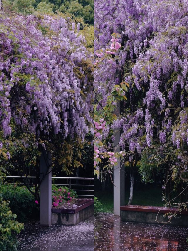櫻花公園紫藤花瀑布開爆！！