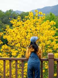 開滿黃花風鈴木的國家森林公園